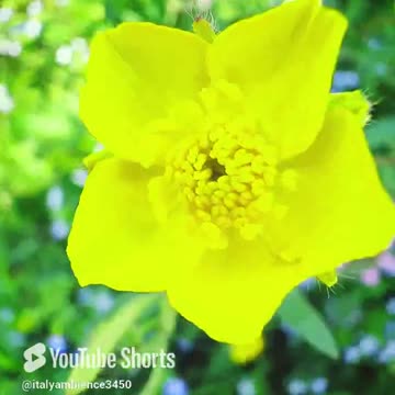 25 March 2025 Peaceful Nature 🍀 #nature #flowers #ihavethisthingwithplants