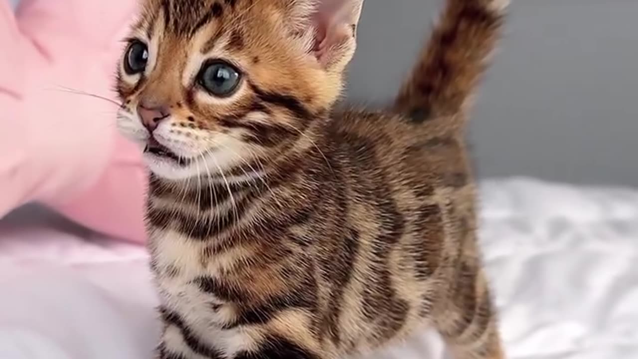 Funny Kitten Moments 🐾 | Cute Baby Cat Doing Mischief 😹 | Try Not to Laugh Challenge 2025