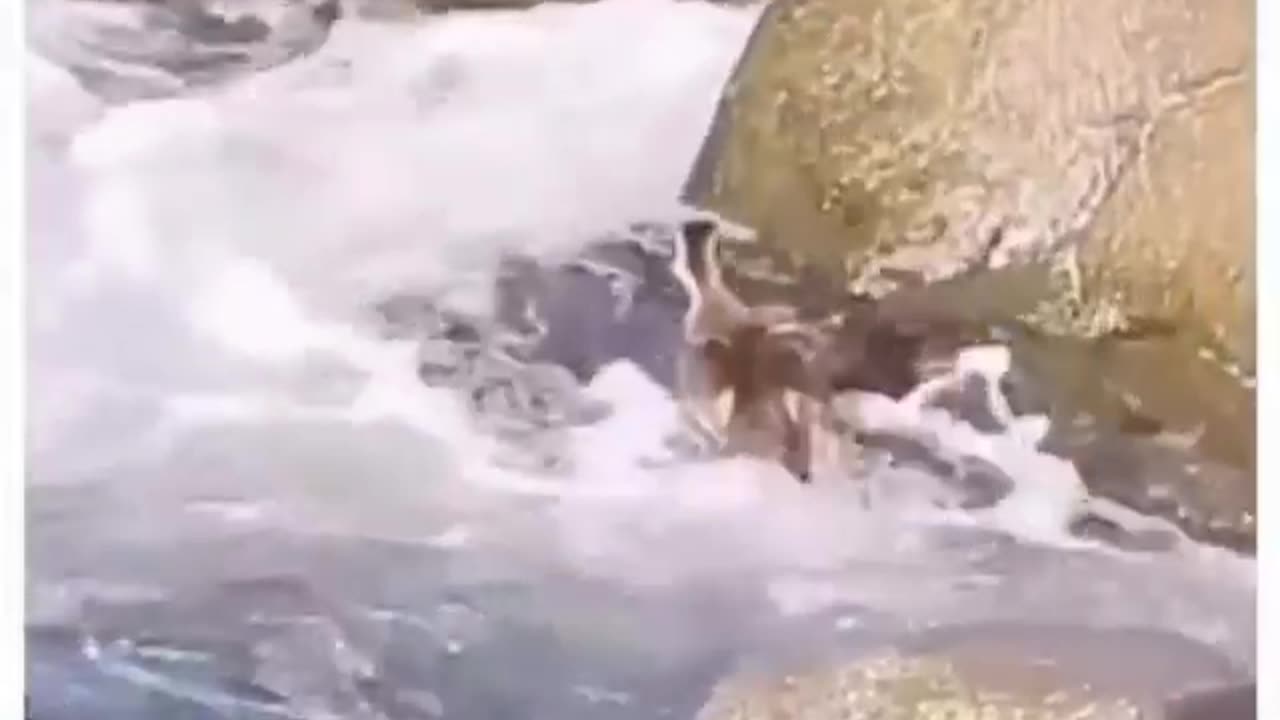 Switch the plan, not the dream