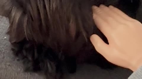 Wednesday Whiskers with SPH featuring a Norman. #funny #dogs #dogsofinstagram