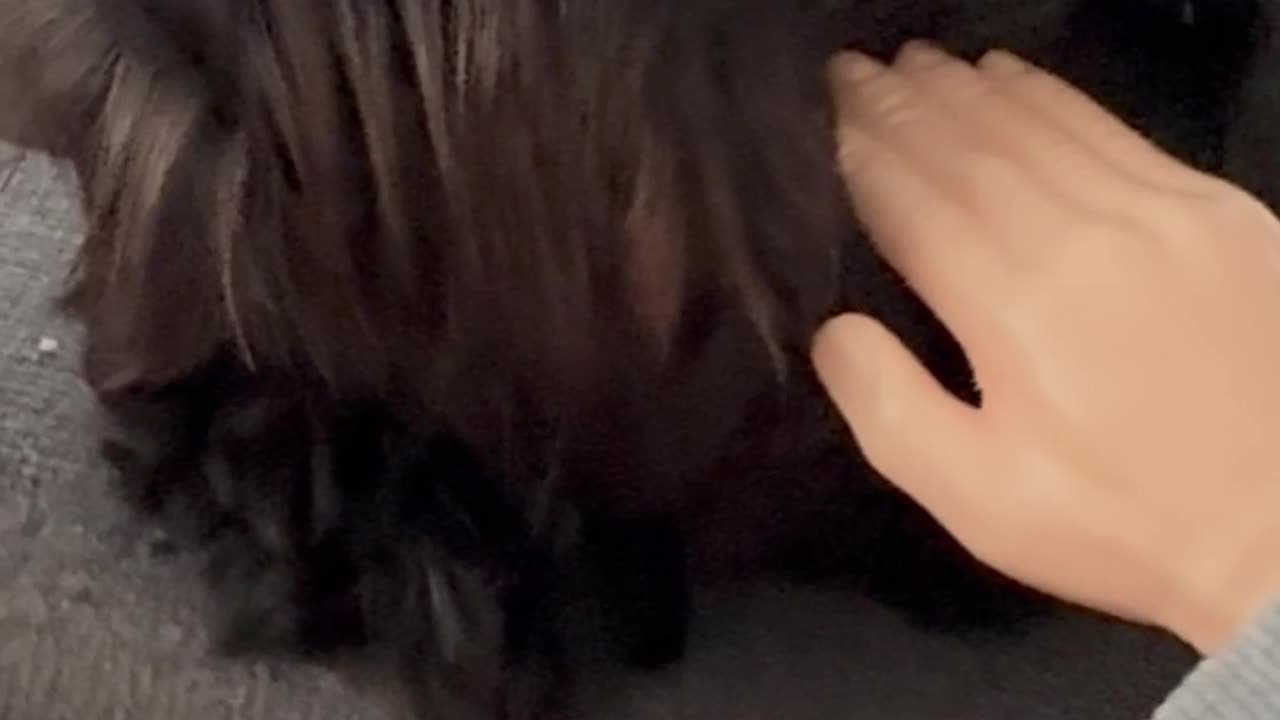 Wednesday Whiskers with SPH featuring a Norman. #funny #dogs #dogsofinstagram