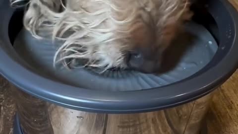 Smart Dog Hydration