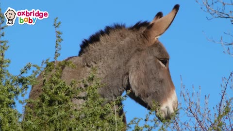 Amazing Animal Sounds Compilation Real voices from the wild !!