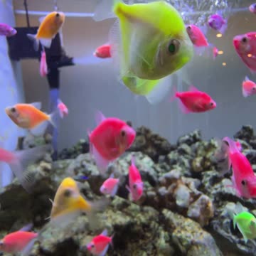 Multiple colour🐟 🐠 Fish Tank