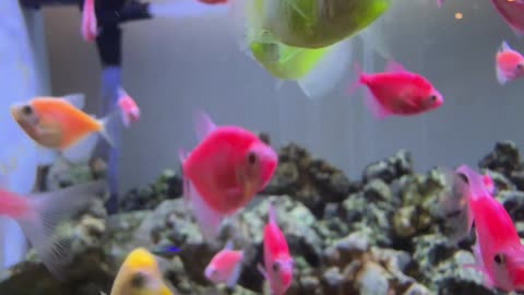 Multiple colour🐟 🐠 Fish Tank