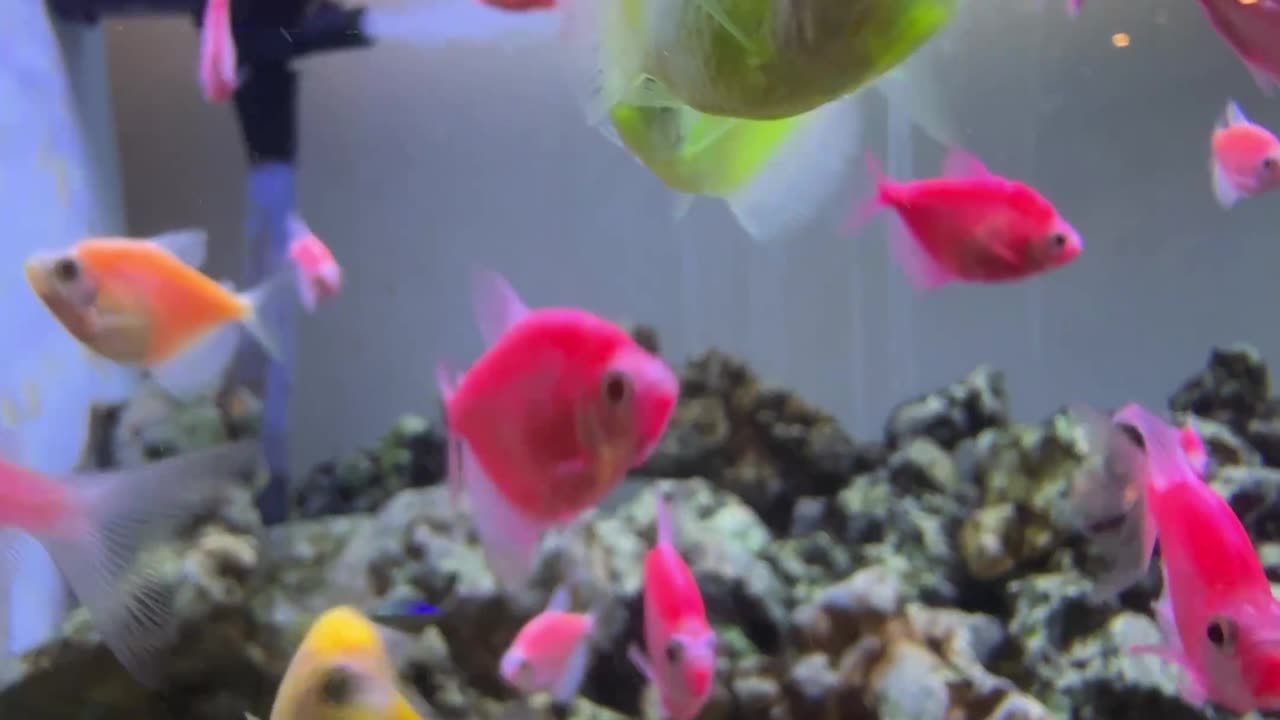 Multiple colour🐟 🐠 Fish Tank