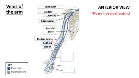 Practice identifying Veins of the Arms and Legs