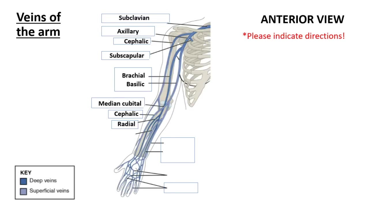 Practice identifying Veins of the Arms and Legs