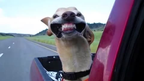 Funny videos