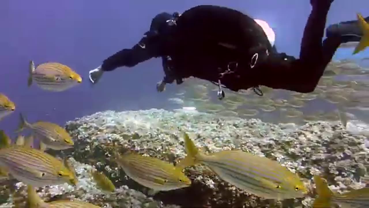 Diving among the fish