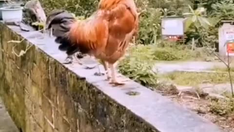 Funny video