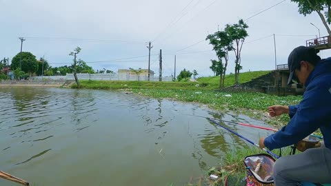 Tilapia The Versatile Fish of Warm Waters