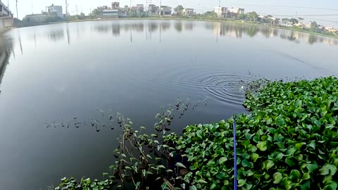 Shrimp Net Fishing in Lake Grass Patches