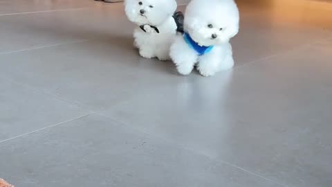 When you have a puppy with a strong sense of theft, such as a bear dog
