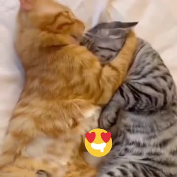 Feline Love Story عشق گربه‌ای