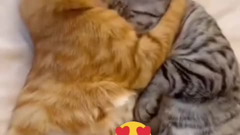 Feline Love Story عشق گربه‌ای