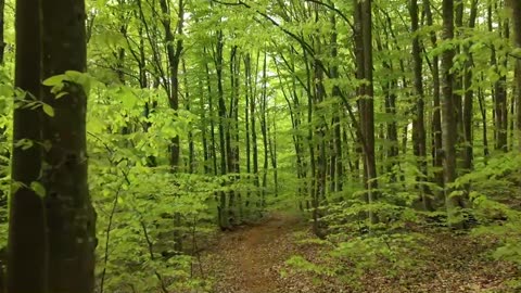cricket rhythm rests on hollow creek breath