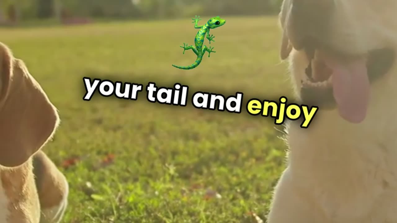 Funny dogs