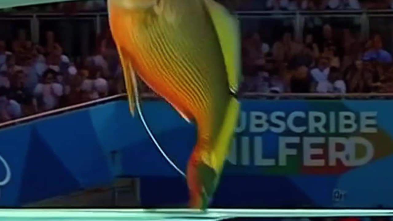 Which Fish Wins the Gold Medal?