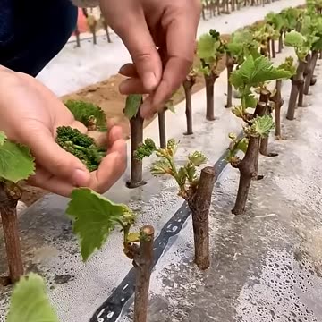 Grape Farming #satisfying #agriculture #farming
