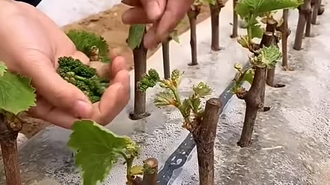Grape Farming #satisfying #agriculture #farming