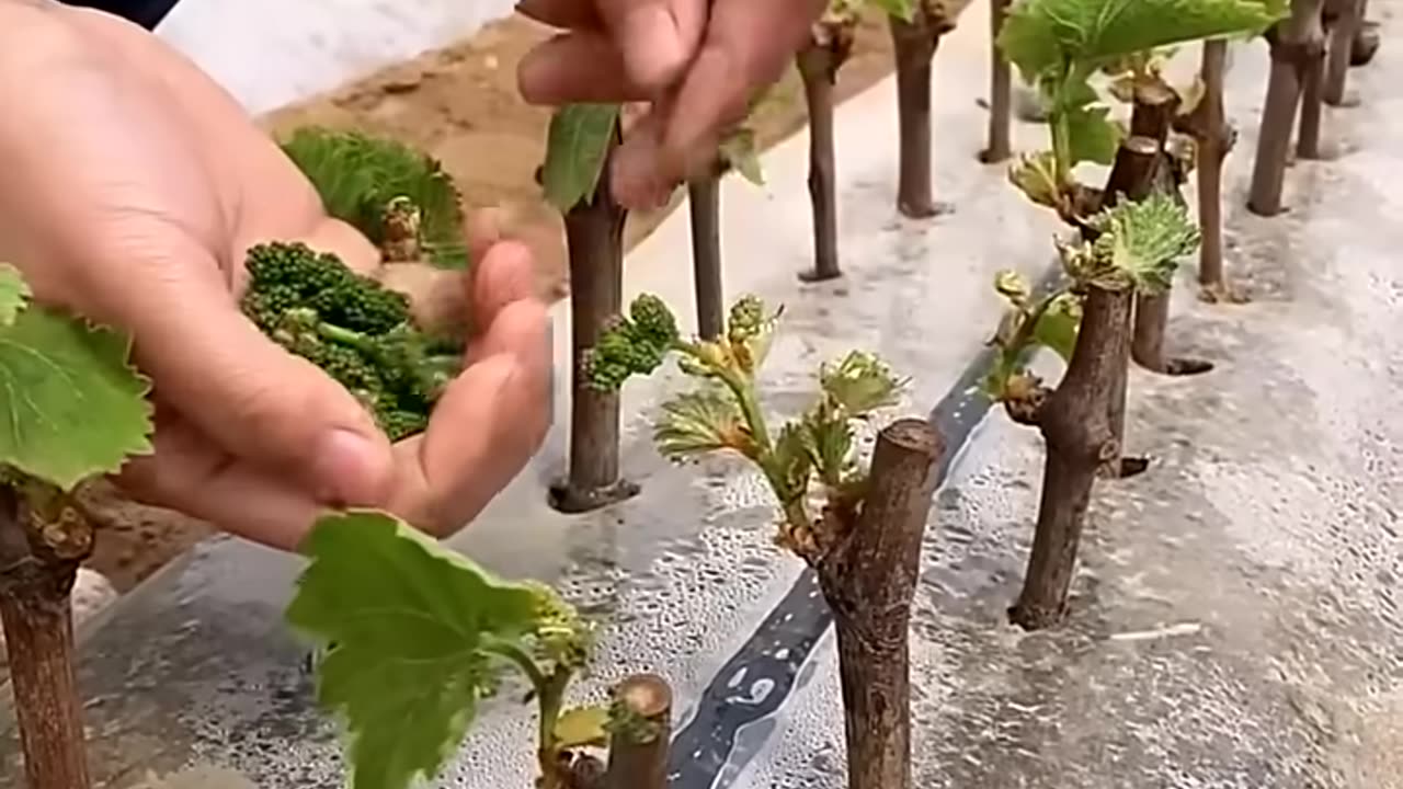 Grape Farming #satisfying #agriculture #farming