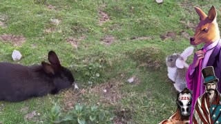 Literally no rabbits were investigated in the murder of Charlie Kirk