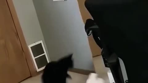 When Cats Discover Their Reflection… And Lose It! 😼🪞🤣