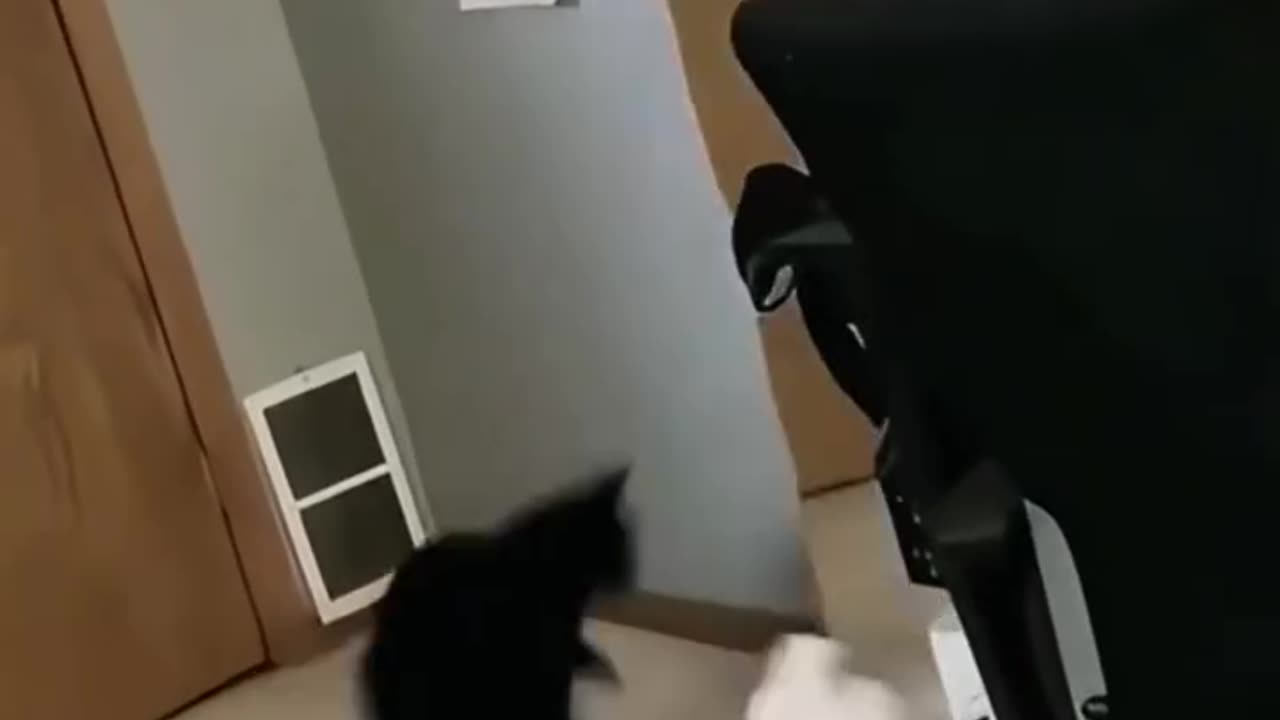 When Cats Discover Their Reflection… And Lose It! 😼🪞🤣