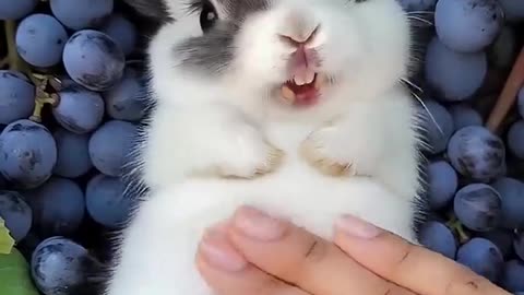 This Cute Little Rabbit 🐇 Loves to Laugh While Being Petted #cuterabbit #aigenerated #cutepe