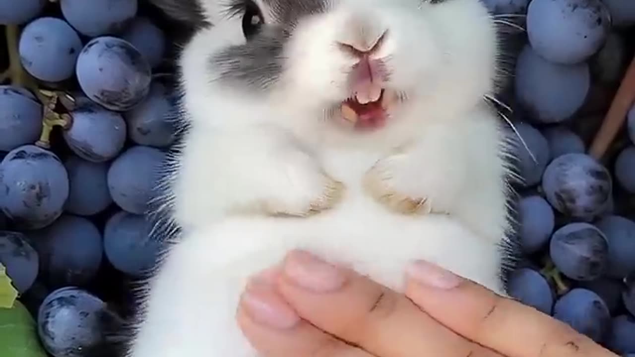 This Cute Little Rabbit 🐇 Loves to Laugh While Being Petted #cuterabbit #aigenerated #cutepe