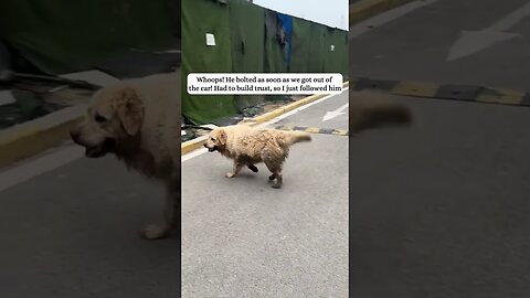 The dog was thrown on the road and the passers-by saved her