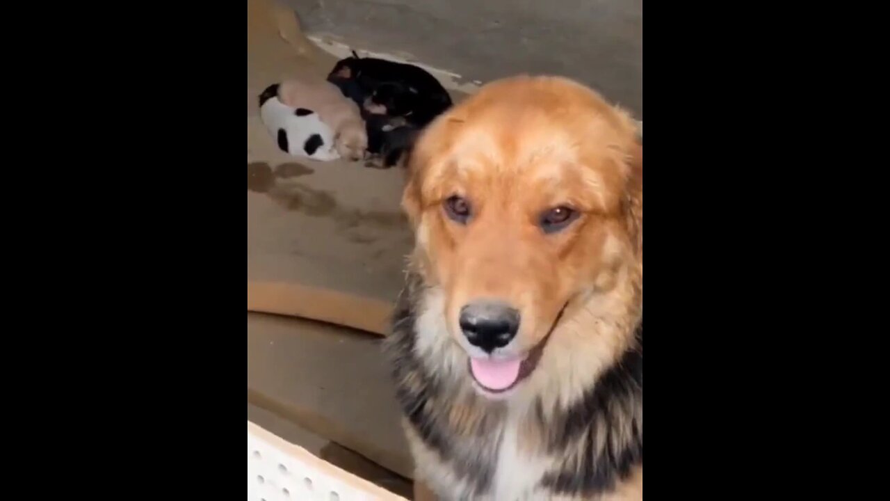 she's so proud of her tiny babies.🐶🥰