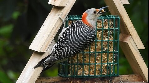 Backyard Birds that LOVE Homemade Peanut Butter Suet