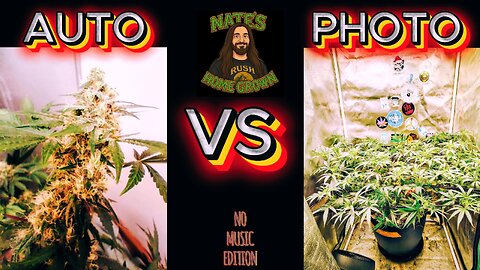 Auto vs Photo Cannabis: Which One Should You Grow?