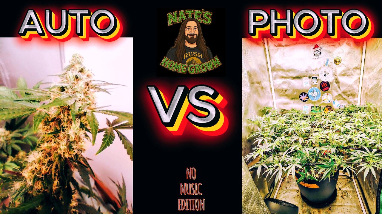 Auto vs Photo Cannabis: Which One Should You Grow?