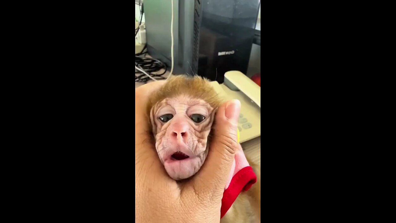 The brainy mischief-makers of the jungle: macaques