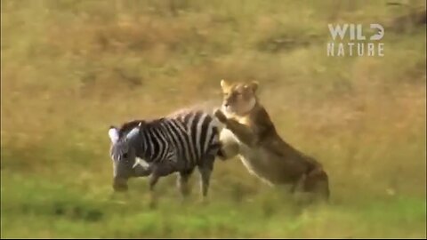 WILD TANZANIA | Survival Challenges in the Land of Predators | Animal documentary