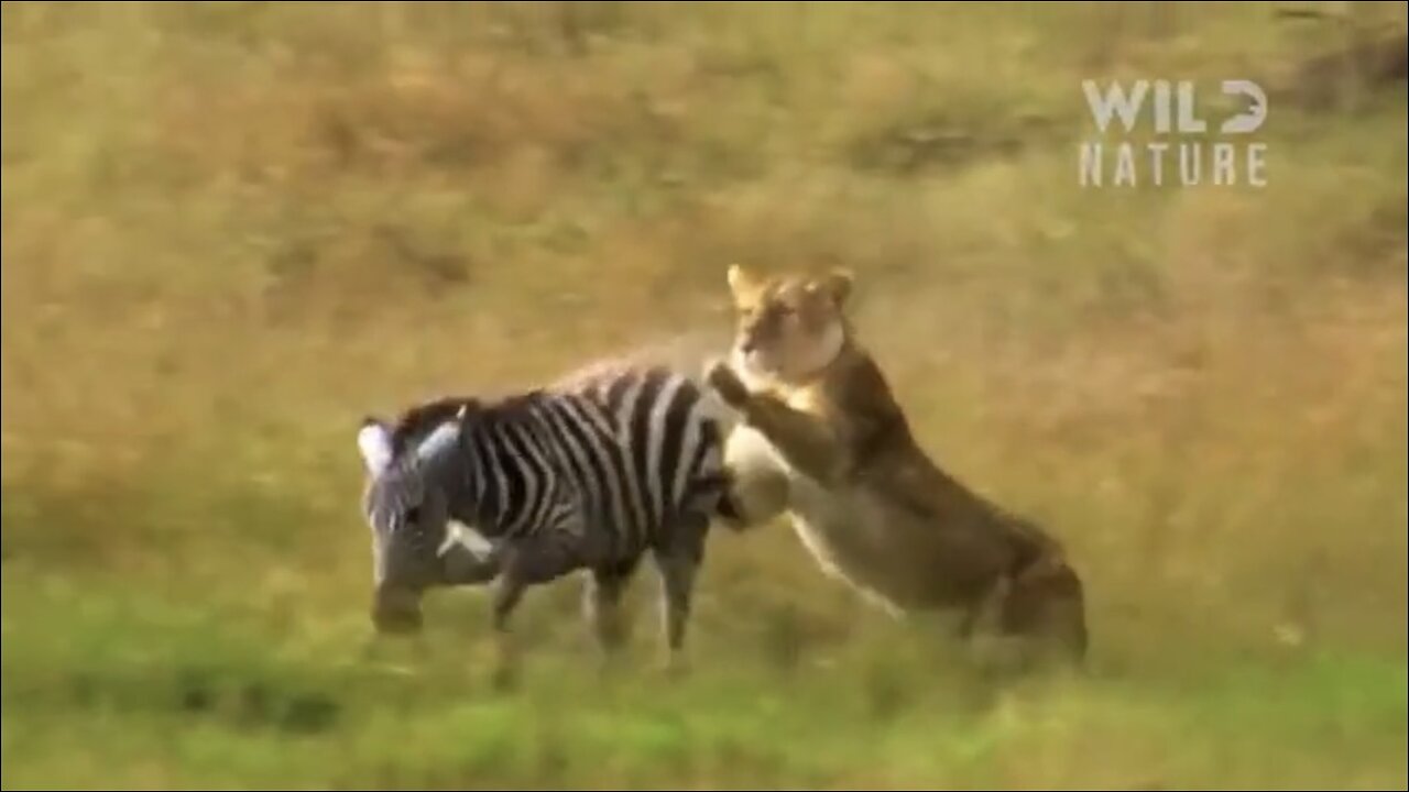 WILD TANZANIA | Survival Challenges in the Land of Predators | Animal documentary