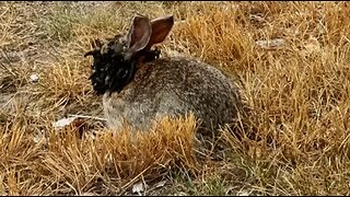 Bizarre tentacles growing on Colorado rabbits