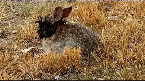 Bizarre tentacles growing on Colorado rabbits
