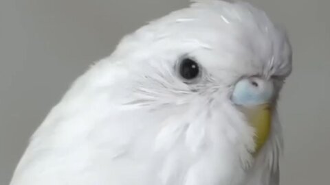 The most unexpected encounters with animals