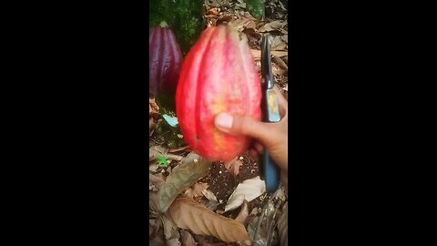 cocoa farming