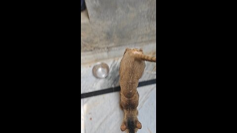 my cute cat