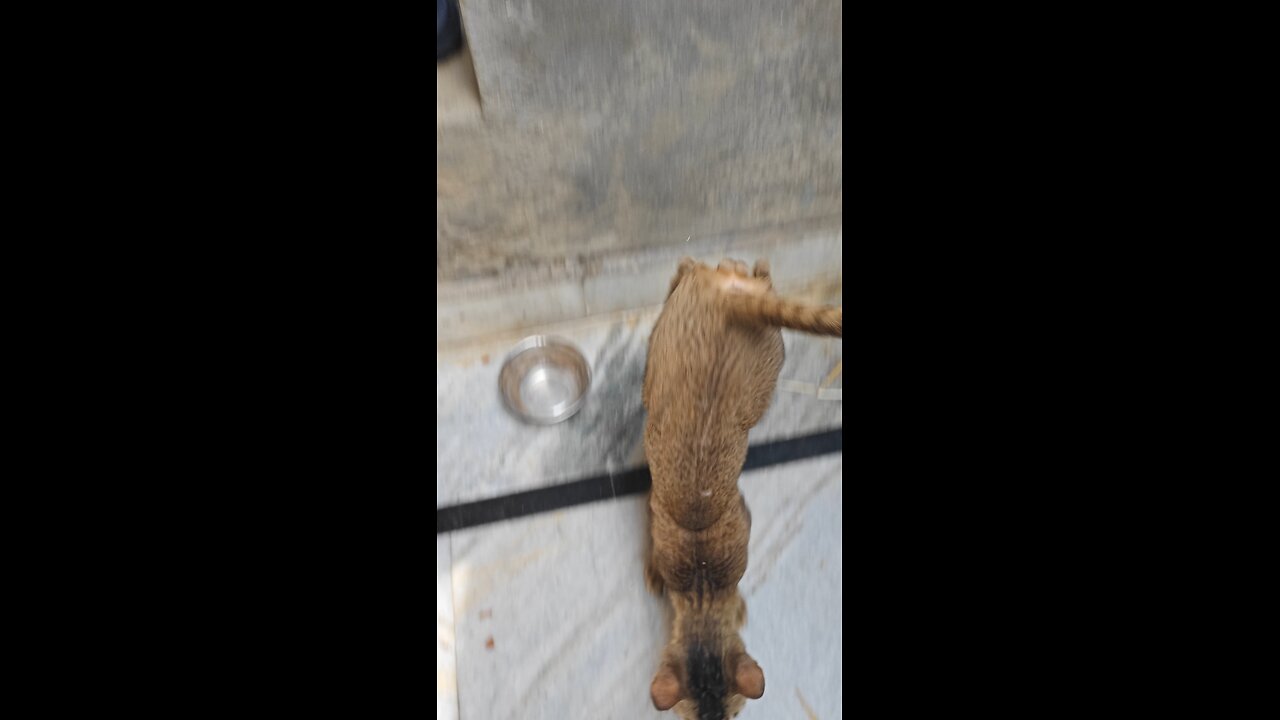 my cute cat