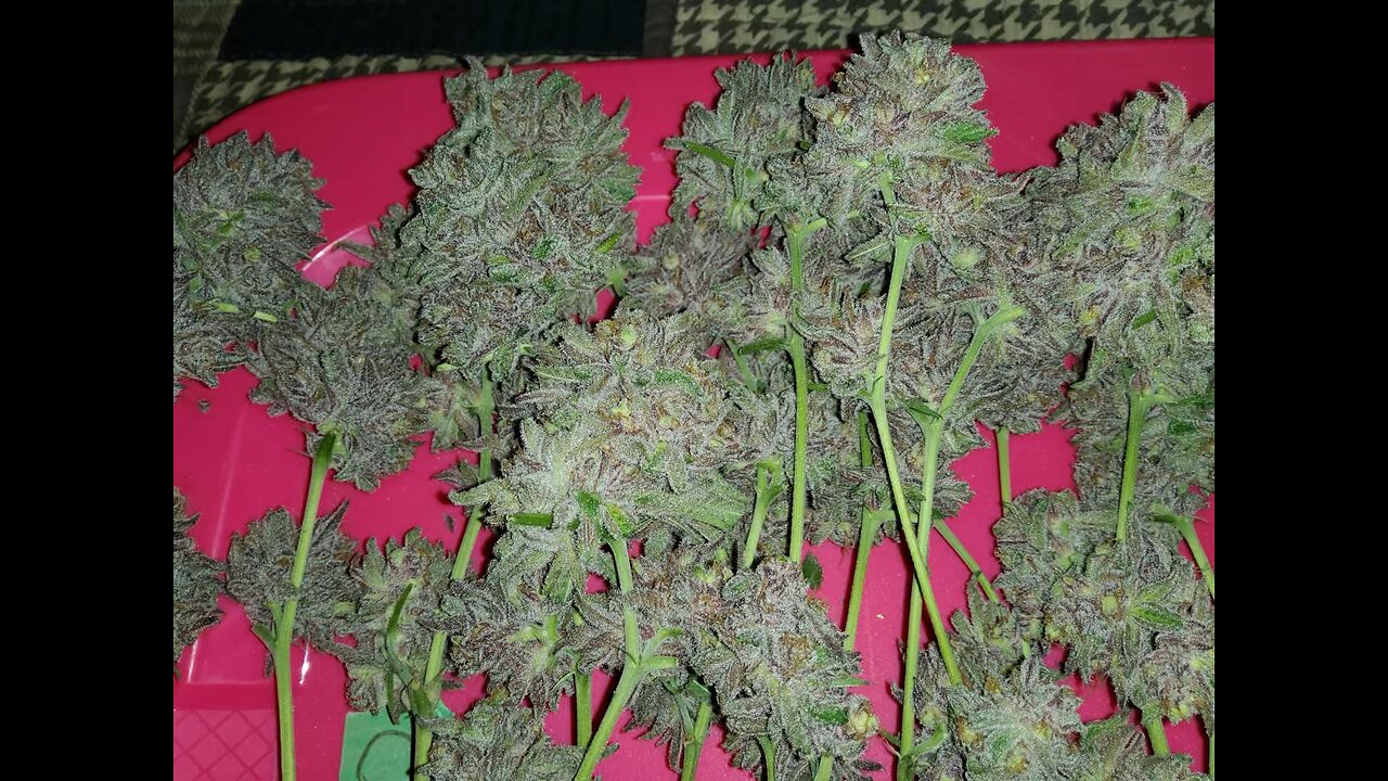 Slapz & Black Cherry Gelato