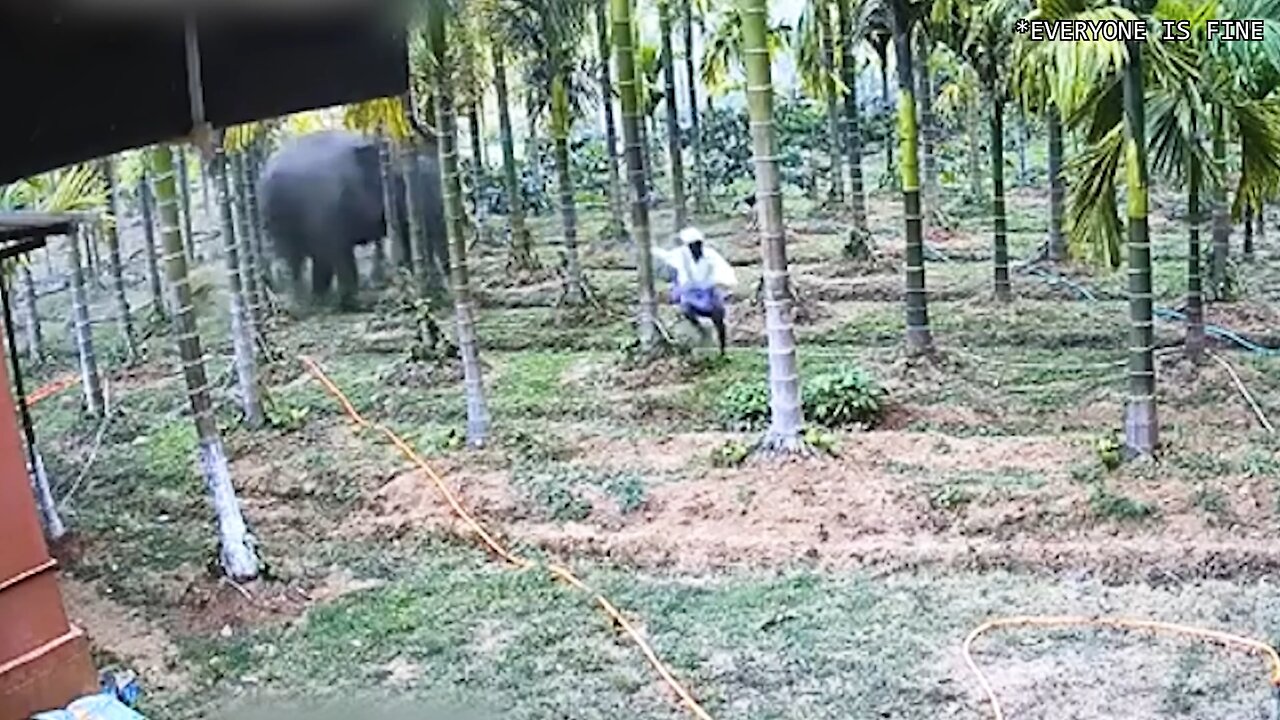 When Animals Go on a Rampage and got caught on camera