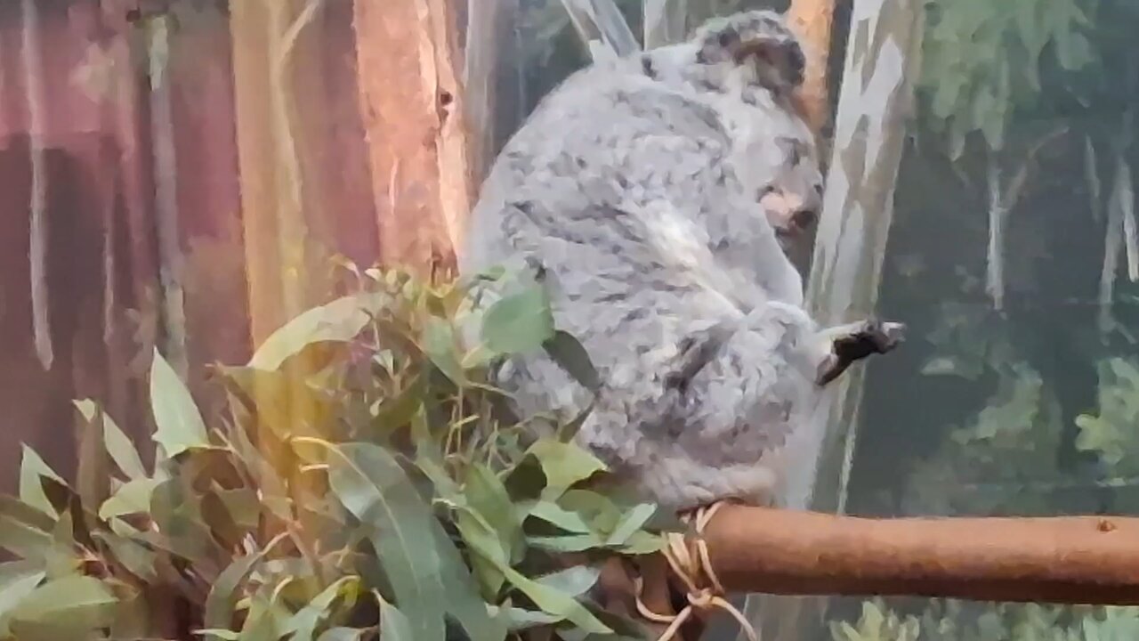 Koala 🐨 Eats and falls asleep at the same time !! ⏲️ 😴 🐨