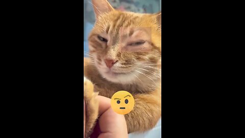 funny cat