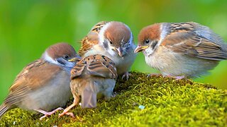Eurasian Tree Sparrows Feeding Their "Little" Babies
